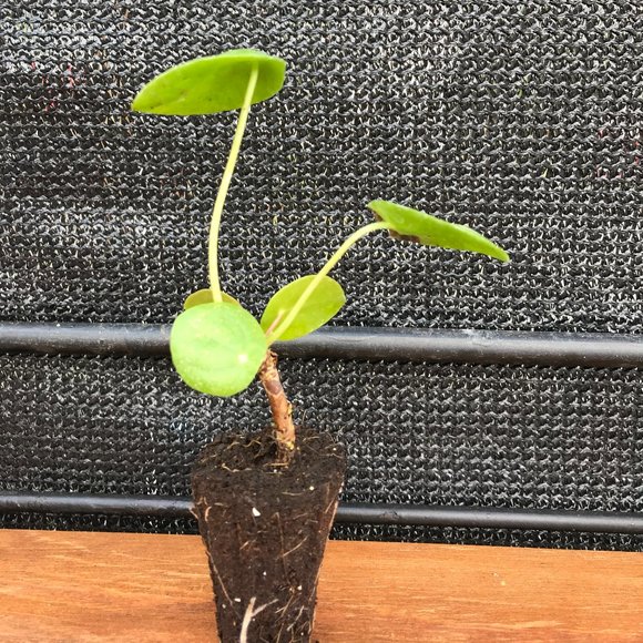 Pilea - Chinese money plant